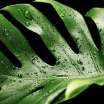 monstera jak dbać