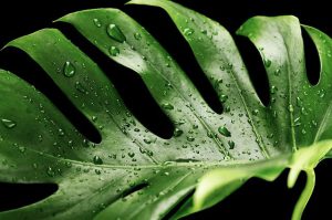 monstera jak dbać